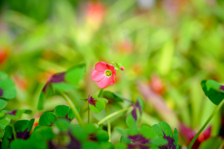 A blooming pink flower surrounded by four-leaf clovers, photographed in soft natural light.の写真素材