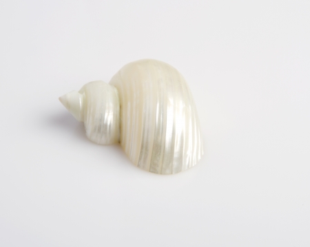 conch