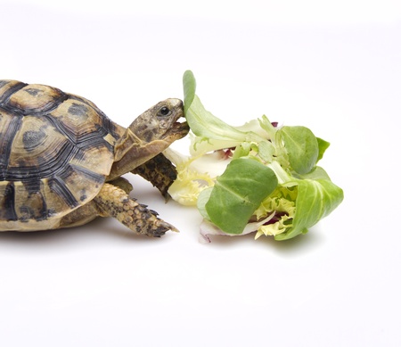 tortoise eating saladの写真素材