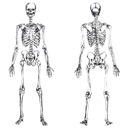 front and back skeleton isolated over white backgroundのイラスト素材