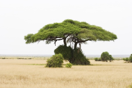 Typical African tree in a national park in Kenyaの写真素材