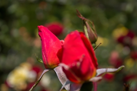 A rose is a rose の写真素材