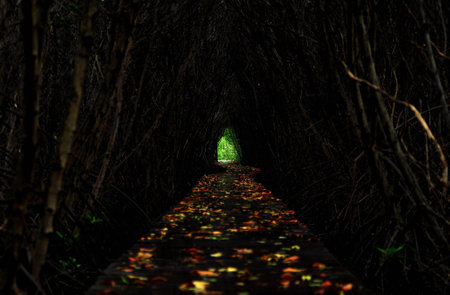 Trees cave in mangrove forest,Thailandの写真素材