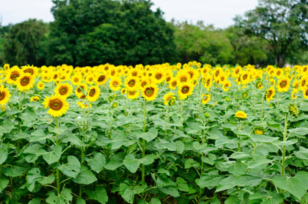 Sunflower fieldの写真素材
