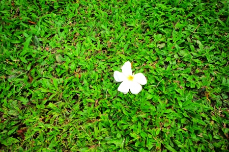 Flower on the lawn.の写真素材