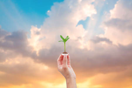 Hand holding a bottle cup plastic with a tree on natural background. save the earth ecology concept.の写真素材
