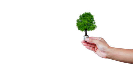 A tree glowing in a light bulb on white background. green energy for environment and save the earth...