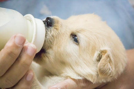 Feeding Puppy Golden with Feeding Bottle.の写真素材