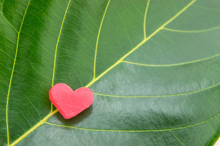 Heart-shaped candles on Leavesの写真素材
