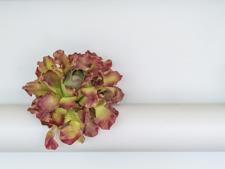 Vegetables hydroponics Red Oak  in the pipeline a white background closely.の写真素材