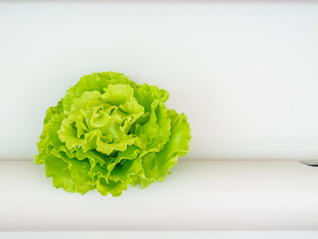 Vegetables hydroponics  Green Oak in the pipeline a white background closely.の写真素材