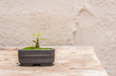 Trees in small pots A cement on a wooden table background.の写真素材
