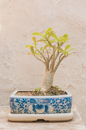 Trees in small pots A cement on a wooden table background.の写真素材