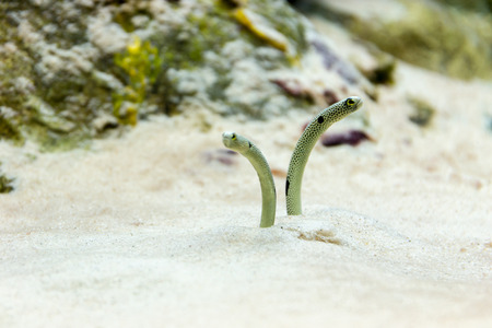 The eel's head in the sand in a small aquarium.