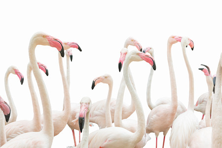 The flamingos on white isolate.の写真素材