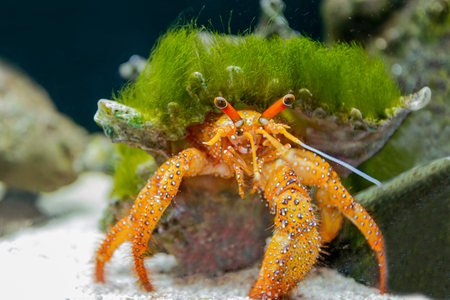 Hermit crab in the aquarium close-upの写真素材