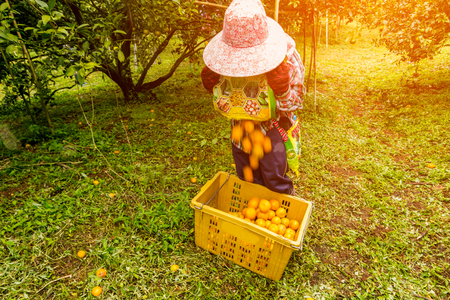 background Farmer harvesting orangesの写真素材