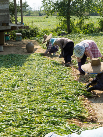Farmers are helping each other. Harvesting in the countrysideの写真素材