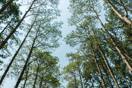 View under the shady and dark pine trees.