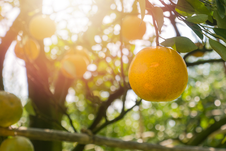 close-up Orange orchard in northern Thailandの写真素材