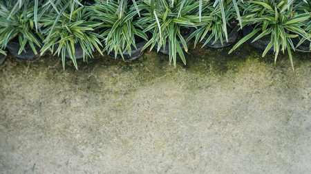 flowerpot on concrete and empty space.の写真素材