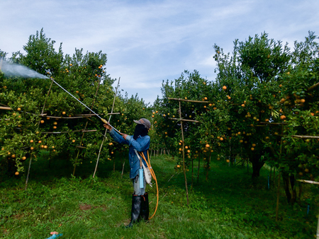 Farmers watering the orange fieldsの写真素材