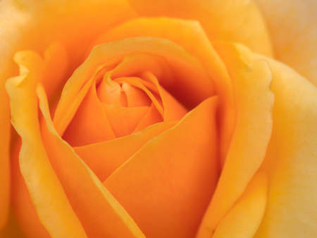 Details of close-up orange rosesの写真素材
