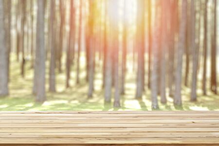 Terrace in the pine forest and sunrise.の写真素材