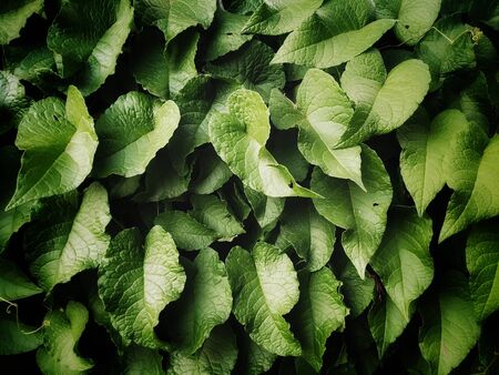 dark tropical leaves background, moody dark tones