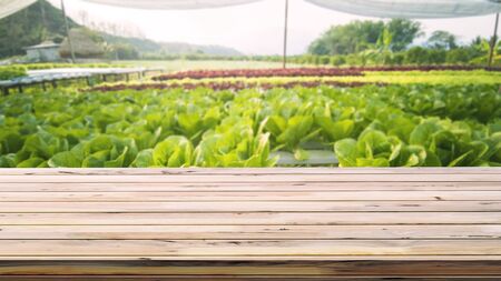 Table with hydroponic vegetable farm.の写真素材