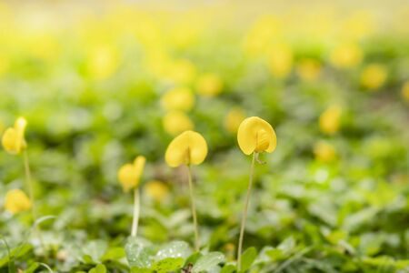  close-up Arachis pintoi flower in the garden.の写真素材