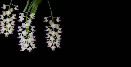 white Rhynchostylis gigantea orchid on black background.の写真素材