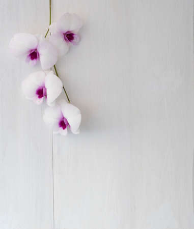 top view purple orchid on white wood.copy spaceの写真素材