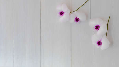 top view purple orchid on white wood.copy spaceの写真素材