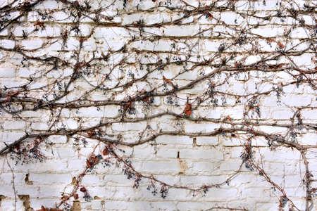 Remains of a virgin vine on a white brick wallの写真素材