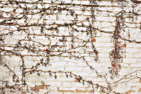 Remains of a virgin vine on a white brick wallの写真素材