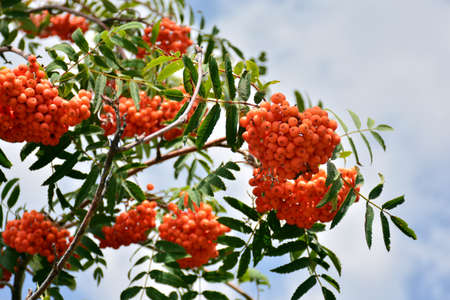Sorbus aucuparia, commonly called rowan of the hunters, detail of its branches in summerの写真素材