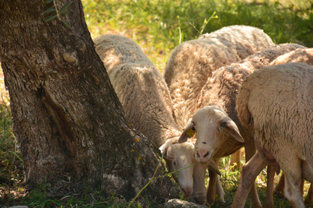 Flock of sheep grazing in the fieldの写真素材