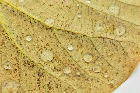 Detail of some drops of water on a leaf of the tree of loveの写真素材