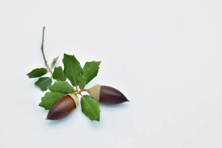 Acorns and oak leaves on white background