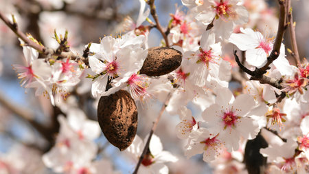 Almond tree branches full of flowers in winter
