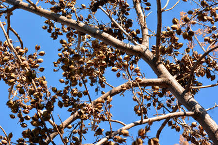 Open seed capsules on the branches of a paulonia tomentosa tree in winterの写真素材