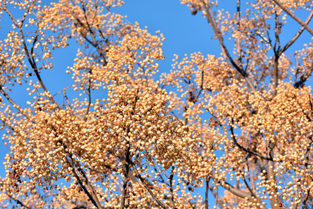 Fruits on the branches of the paradise tree in winter, melia azedarach