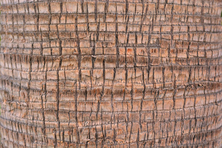 Detail of the trunk of a palm tree, texture