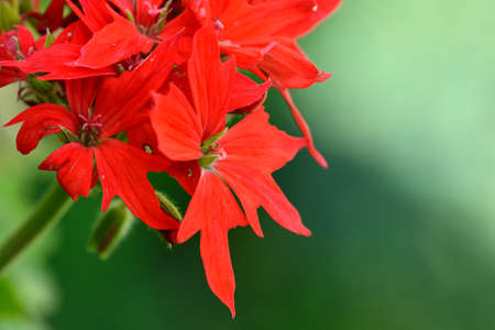 Pelargonium of stars, detail of its red flowers
