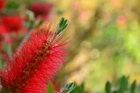 Detail of the flower of the brush tree, Callistemon citrinus, in springの写真素材
