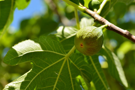 Detail of the fruits of the fig tree, ficus carica, on its tree in summer