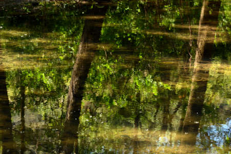 Reflection in the forest water, natural watercolor