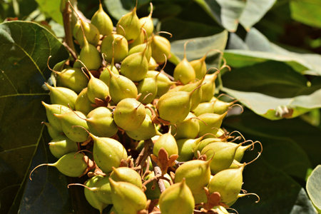 Fruits ripening on the branches of a Paulownia tomentosa tree in summer