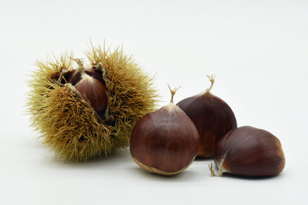 Group of freshly picked chestnuts, isolated on whiteの写真素材